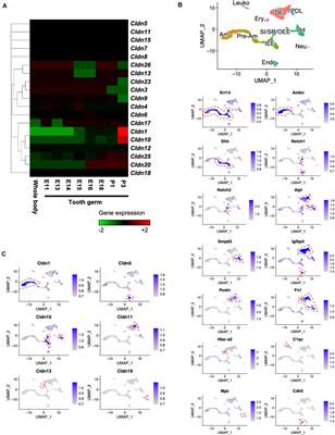 Expression Patterns of Claudin Family Members During Tooth Development and the Role of Claudin-10 (Cldn10) in Cytodifferentiation of Stratum Intermedium